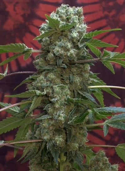 Gran cogollo central de cannabis con flores agrupadas, superficie blanquecina y hojas verdes dentadas, ante un fondo rojo estampado. Gran cogollo central de cannabis con flores agrupadas, superficie blanquecina y hojas verdes dentadas, ante un fondo rojo estampado.