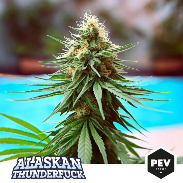 Cogollo de cannabis rodeado de hojas verdes dentadas, con pistilos blancos y anaranjados, texto Alaskan Thunderfuck y logotipo PEV Seeds.
