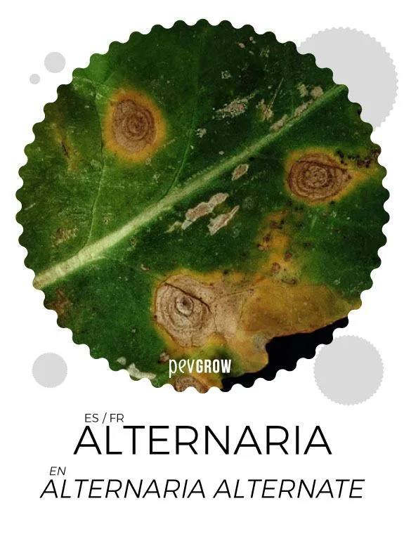 Detalle de una hoja verde con lesiones marrones de anillos concéntricos y bordes amarillentos, bajo el rótulo «ALTERNARIA». Detalle de una hoja verde con lesiones marrones de anillos concéntricos y bordes amarillentos, bajo el rótulo «ALTERNARIA».