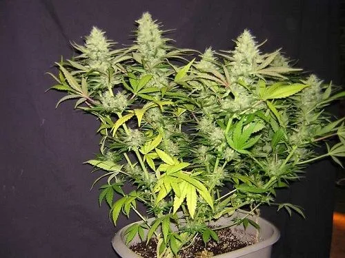 Planta de cannabis en maceta con numerosos cogollos y hojas verdes y amarillentas, fotografiada sobre un fondo oscuro. Planta de cannabis en maceta con numerosos cogollos y hojas verdes y amarillentas, fotografiada sobre un fondo oscuro.