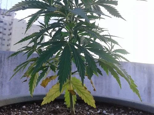 Planta de cannabis en maceta al aire libre, con hojas superiores verdes y hojas bajas amarillas, algunas con zonas marrones. Planta de cannabis en maceta al aire libre, con hojas superiores verdes y hojas bajas amarillas, algunas con zonas marrones.