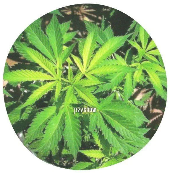 Vista superior de hojas dentadas de cannabis, algunas de color verde pálido y amarillento, en un recorte circular con marca Pevgrow.