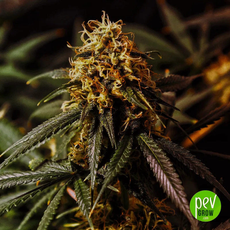 Cogollo de cannabis con filamentos largos amarillos y anaranjados, rodeado de hojas oscuras bajo una iluminación tenue. Cogollo de cannabis con filamentos largos amarillos y anaranjados, rodeado de hojas oscuras bajo una iluminación tenue.