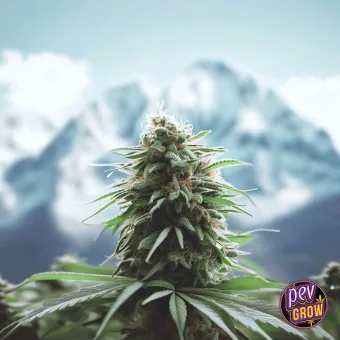 Primer plano de un cogollo de cannabis con hojas alargadas, ante montañas nevadas desenfocadas.