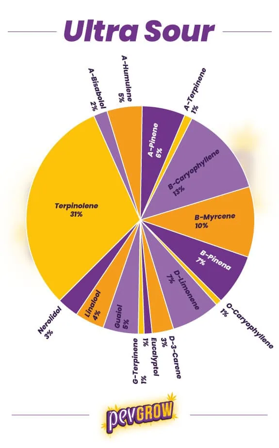 Gráfico circular titulado «Ultra Sour» con porcentajes de terpenos, donde destaca el terpinoleno con un 37 %. Gráfico circular titulado «Ultra Sour» con porcentajes de terpenos, donde destaca el terpinoleno con un 37 %.