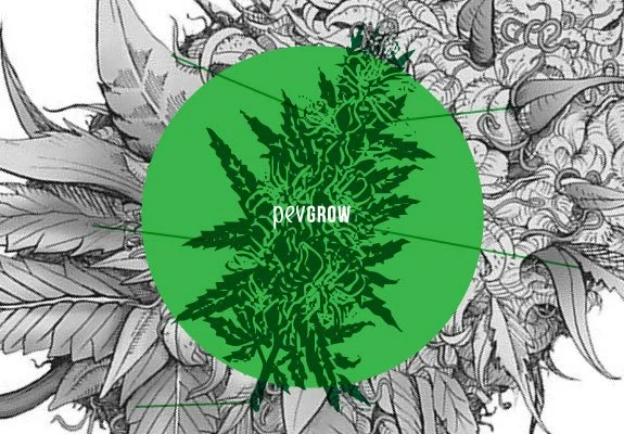 Ilustración de un cogollo de cannabis en verde oscuro dentro de un círculo verde, con el texto «pevgrow» y fondo botánico en blanco y negro. Ilustración de un cogollo de cannabis en verde oscuro dentro de un círculo verde, con el texto «pevgrow» y fondo botánico en blanco y negro.