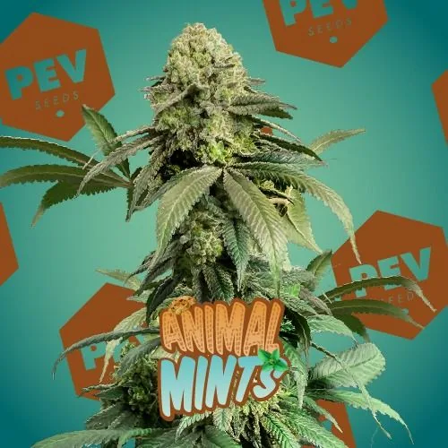 Planta de cannabis con un gran cogollo central y hojas dentadas, sobre fondo turquesa con logotipos y un rótulo «Animal Mints».