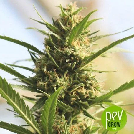 Cogollo alargado de cannabis con hojas verdes estrechas y filamentos claros, en primer plano sobre un fondo desenfocado. Cogollo alargado de cannabis con hojas verdes estrechas y filamentos claros, en primer plano sobre un fondo desenfocado.
