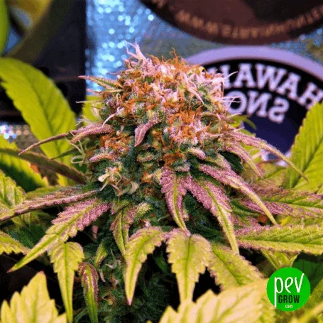 Cogollo de cannabis con filamentos anaranjados y pequeñas hojas de tonos violetas, rodeado de hojas verde amarillentas. Cogollo de cannabis con filamentos anaranjados y pequeñas hojas de tonos violetas, rodeado de hojas verde amarillentas.