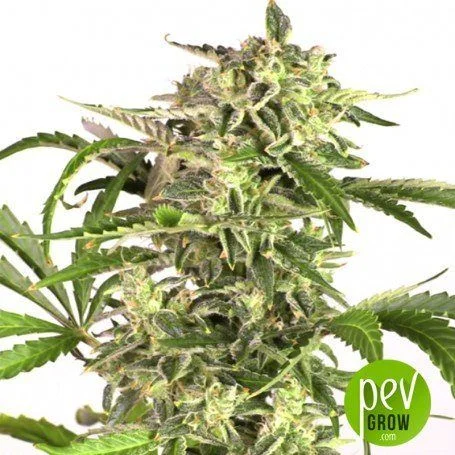 Rama de cannabis con varios cogollos agrupados y hojas verdes dentadas que sobresalen hacia los lados sobre fondo blanco. Rama de cannabis con varios cogollos agrupados y hojas verdes dentadas que sobresalen hacia los lados sobre fondo blanco.