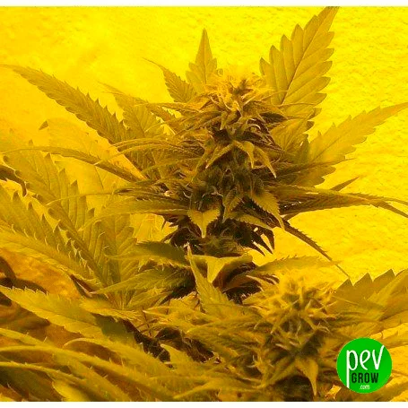 Plantas de cannabis con cogollos y hojas dentadas bajo una intensa iluminación amarilla, con una flor central destacada. Plantas de cannabis con cogollos y hojas dentadas bajo una intensa iluminación amarilla, con una flor central destacada.