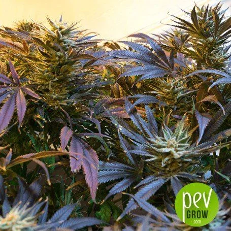 Plantas de cannabis con numerosos cogollos y hojas verdes y moradas bajo una iluminación cálida. Plantas de cannabis con numerosos cogollos y hojas verdes y moradas bajo una iluminación cálida.