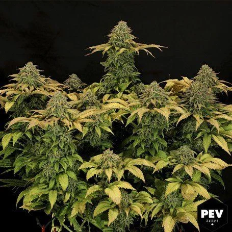 Planta de cannabis sobre fondo negro, con un cogollo central elevado, flores laterales y hojas verdes y amarillas. Planta de cannabis sobre fondo negro, con un cogollo central elevado, flores laterales y hojas verdes y amarillas.