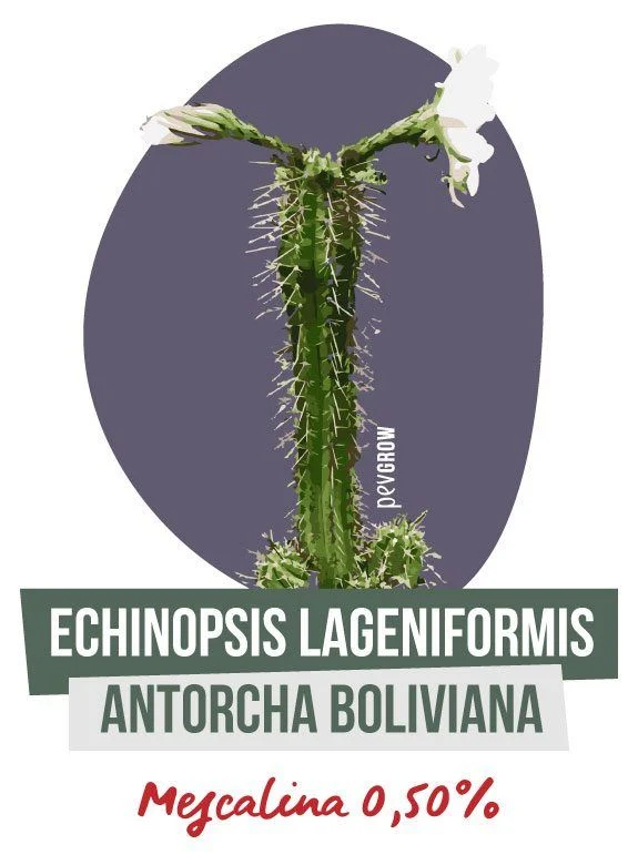 Lámina de Echinopsis lageniformis o antorcha boliviana, con tallo espinoso y flores blancas; indica «Mescalina 0,50 %». Lámina de Echinopsis lageniformis o antorcha boliviana, con tallo espinoso y flores blancas; indica «Mescalina 0,50 %».