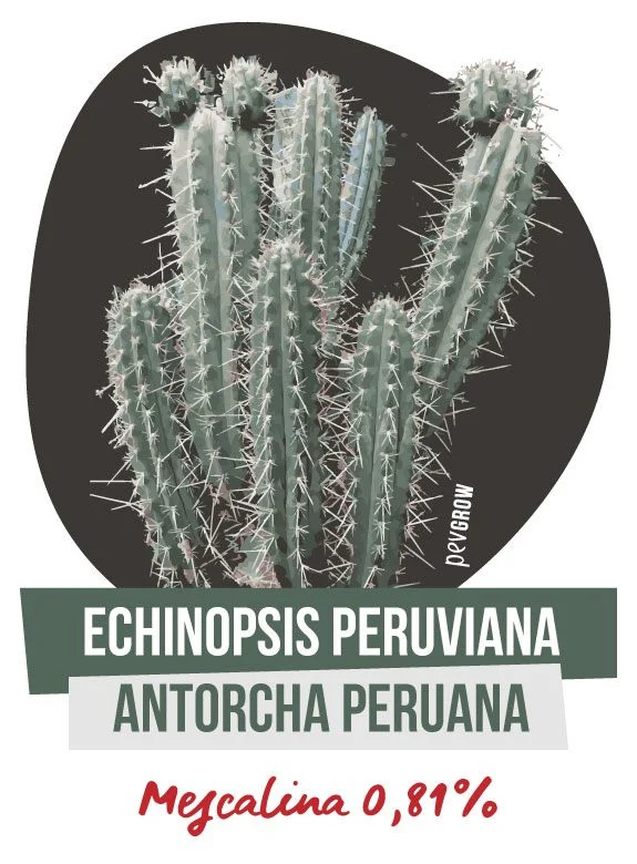 Lámina de antorcha peruana con tallos verde azulados y largas espinas, rotulada «Echinopsis peruviana» y «Mescalina 0,81 %». Lámina de antorcha peruana con tallos verde azulados y largas espinas, rotulada «Echinopsis peruviana» y «Mescalina 0,81 %».
