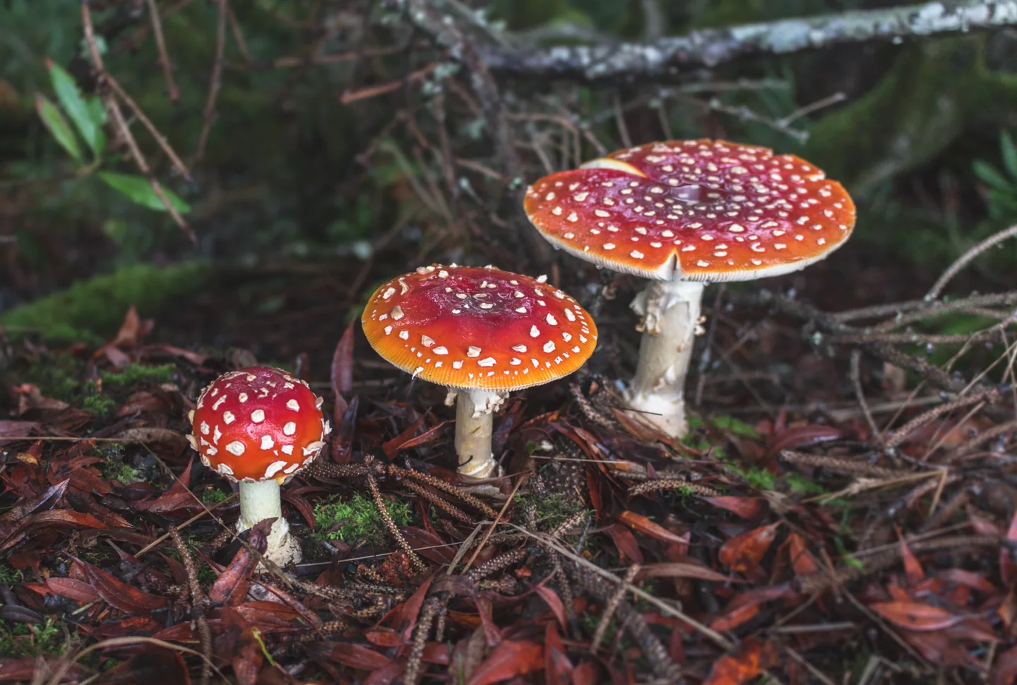Setas de distintos tamaños con sombreros rojos salpicados de blanco y pies claros entre hojas, musgo y ramas del bosque. Setas de distintos tamaños con sombreros rojos salpicados de blanco y pies claros entre hojas, musgo y ramas del bosque.