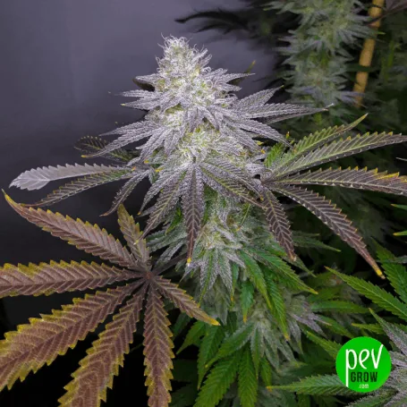 Cogollo central de cannabis con abundantes puntos blanquecinos y hojas alargadas de tonos morados y verdes, con otras plantas al fondo.