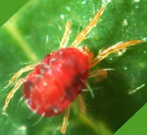 Primer plano de una araña roja sobre una hoja verde, con el cuerpo ovalado rojo y las patas finas y claras extendidas.