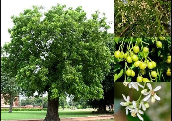 Composición de un árbol de neem de copa frondosa junto a tres detalles de sus ramas floridas, frutos verdes y flores blancas. Composición de un árbol de neem de copa frondosa junto a tres detalles de sus ramas floridas, frutos verdes y flores blancas.