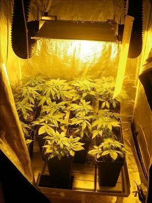 Armario de cultivo abierto con varias plantas de cannabis en macetas negras bajo un foco de luz amarilla y paredes reflectantes.