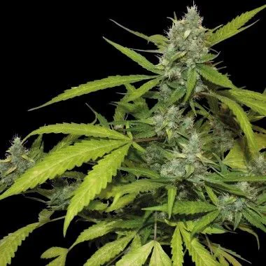 Planta de cannabis con varios cogollos de superficie blanquecina y hojas dentadas verdes y amarillentas sobre fondo negro.
