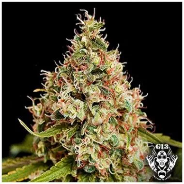 Cogollo cónico de cannabis con abundantes pistilos claros y anaranjados sobre fondo negro, con un emblema G13 en la esquina inferior.