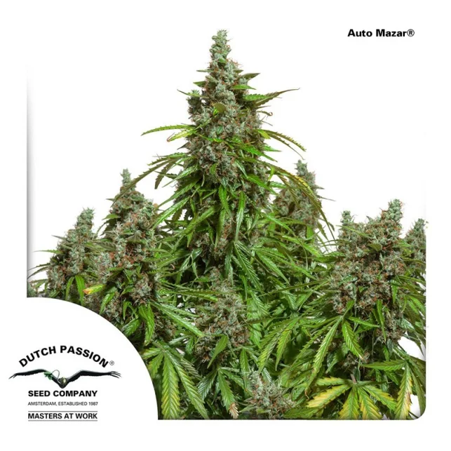 Planta de cannabis de gran cogollo central y ramas floridas laterales, con el rótulo Auto Mazar y el logotipo de Dutch Passion. Planta de cannabis de gran cogollo central y ramas floridas laterales, con el rótulo Auto Mazar y el logotipo de Dutch Passion.