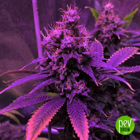 Primer plano de un cogollo de cannabis bajo iluminación violeta, rodeado de hojas dentadas, con el logotipo Pev Grow en una esquina.
