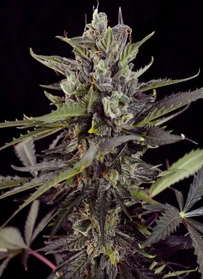 Cogollo alargado de cannabis con hojas verdes y moradas, recubrimiento blanquecino y filamentos anaranjados sobre fondo negro. Cogollo alargado de cannabis con hojas verdes y moradas, recubrimiento blanquecino y filamentos anaranjados sobre fondo negro.