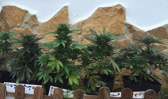 Varias plantas de cannabis en macetas negras, alineadas ante una pared de piedra y detrás de una pequeña valla de madera. Varias plantas de cannabis en macetas negras, alineadas ante una pared de piedra y detrás de una pequeña valla de madera.
