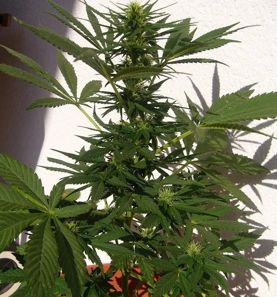 Planta de cannabis con flores en formación y hojas dentadas, iluminada por el sol junto a una pared blanca donde proyecta sombras. Planta de cannabis con flores en formación y hojas dentadas, iluminada por el sol junto a una pared blanca donde proyecta sombras.