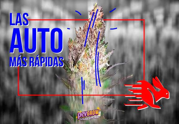 Montaje con un cogollo de cannabis, el texto «Las auto más rápidas» y una silueta roja de conejo con líneas de velocidad. Montaje con un cogollo de cannabis, el texto «Las auto más rápidas» y una silueta roja de conejo con líneas de velocidad.