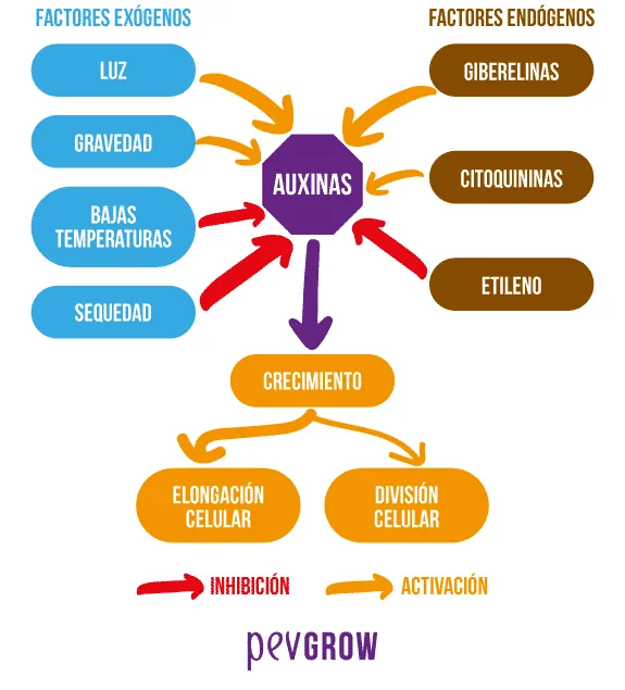 Diagrama de factores externos y hormonas que activan o inhiben las auxinas, vinculadas al crecimiento y la elongación y división celular. Diagrama de factores externos y hormonas que activan o inhiben las auxinas, vinculadas al crecimiento y la elongación y división celular.