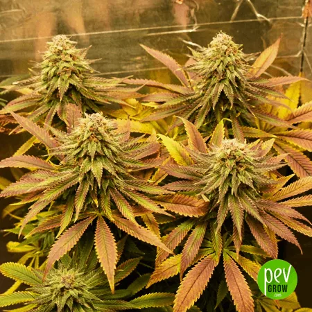 Varias puntas floridas de cannabis entre hojas verdes, amarillas y rosadas, con una pared reflectante al fondo. Varias puntas floridas de cannabis entre hojas verdes, amarillas y rosadas, con una pared reflectante al fondo.