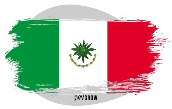 Bandera tricolor de México con bordes de pincelada y una hoja de cannabis en el centro, sobre un óvalo gris. Bandera tricolor de México con bordes de pincelada y una hoja de cannabis en el centro, sobre un óvalo gris.
