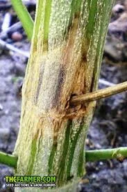 Primer plano de un tallo verde con una zona alargada marrón y oscura junto a la inserción de una rama lateral.