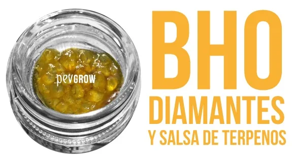 Tarro abierto con una mezcla dorada de aspecto cristalino y viscoso junto al texto «BHO diamantes y salsa de terpenos».