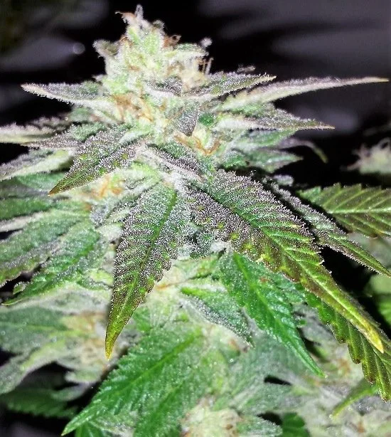Primer plano de una flor de cannabis con abundantes tricomas, pistilos claros y hojas verdes con tonos morados.
