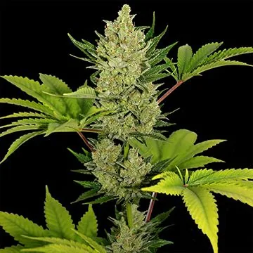Cogollo verde claro de la variedad autofloreciente Blue Cheese Auto de Barney's Farm