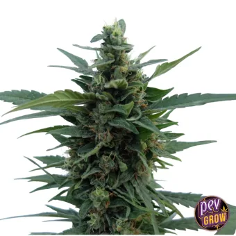 Cogollo alargado de cannabis con pequeñas hojas entre las flores y hojas dentadas que sobresalen a los lados, sobre fondo blanco. Cogollo alargado de cannabis con pequeñas hojas entre las flores y hojas dentadas que sobresalen a los lados, sobre fondo blanco.