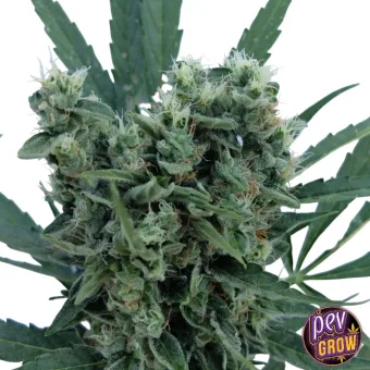 Primer plano de un cogollo de cannabis con abundantes filamentos claros y anaranjados, rodeado de hojas verdes sobre fondo blanco. Primer plano de un cogollo de cannabis con abundantes filamentos claros y anaranjados, rodeado de hojas verdes sobre fondo blanco.