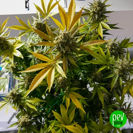 Planta de cannabis con numerosos cogollos y hojas dentadas verdes y amarillas, fotografiada en interior.