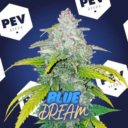 Primer plano de un cogollo de cannabis con hojas verdes y amarillentas sobre fondo azul con logos PEV Seeds y texto «Blue Dream».