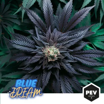 Vista cenital de cannabis con un pequeño cogollo central y hojas oscuras violáceas en abanico; texto «Blue Dream» y logo PEV Seeds abajo. Vista cenital de cannabis con un pequeño cogollo central y hojas oscuras violáceas en abanico; texto «Blue Dream» y logo PEV Seeds abajo.