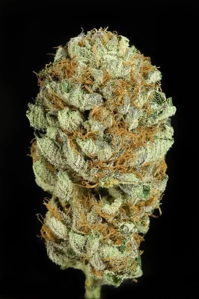 Primer plano de un cogollo compacto de cannabis con superficie blanquecina, pequeñas hojas verdes y pistilos anaranjados sobre fondo negro. Primer plano de un cogollo compacto de cannabis con superficie blanquecina, pequeñas hojas verdes y pistilos anaranjados sobre fondo negro.