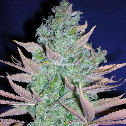 Cogollo alargado de cannabis con superficie blanquecina y hojas dentadas de tonos verdes y violáceos sobre un fondo azul oscuro. Cogollo alargado de cannabis con superficie blanquecina y hojas dentadas de tonos verdes y violáceos sobre un fondo azul oscuro.