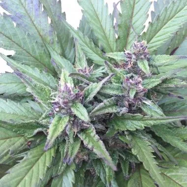 Primer plano de flores de cannabis con tonos morados, rodeadas de hojas verdes dentadas y pequeños filamentos claros.