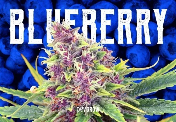 Cogollo de cannabis con tonos morados, hojas verdes y filamentos claros sobre un fondo de arándanos y el texto «BLUEBERRY». Cogollo de cannabis con tonos morados, hojas verdes y filamentos claros sobre un fondo de arándanos y el texto «BLUEBERRY».