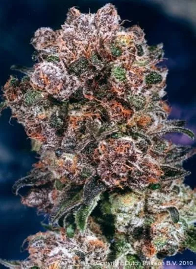 Primer plano de un cogollo de cannabis con tonos verdes y morados, abundantes filamentos anaranjados y una densa cobertura blanquecina. Primer plano de un cogollo de cannabis con tonos verdes y morados, abundantes filamentos anaranjados y una densa cobertura blanquecina.