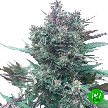 Primer plano de un gran cogollo de cannabis con hojas verdes, matices morados y una cubierta blanquecina sobre fondo claro. Primer plano de un gran cogollo de cannabis con hojas verdes, matices morados y una cubierta blanquecina sobre fondo claro.